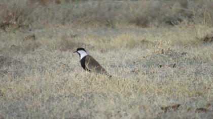 Spur-winged Lapwing