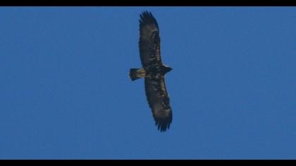 Eastern Imperial Eagle