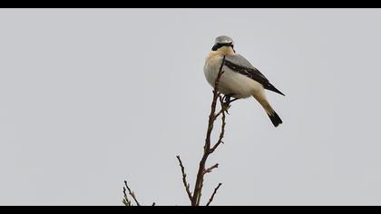 Northern Wheatear