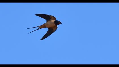 Barn Swallow