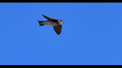 Sand Martin