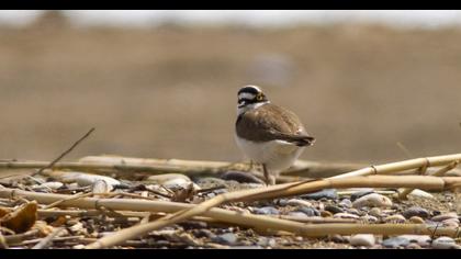 Little Ringed Plover