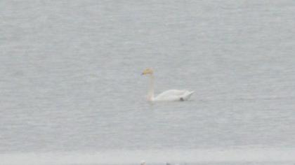 Whooper Swan