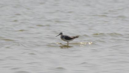 Common Greenshank