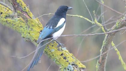 Eurasian Magpie