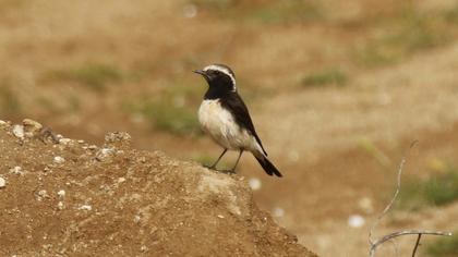 Cyprus Wheatear