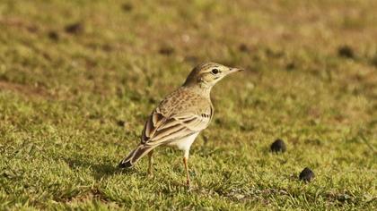 Tawny Pipit