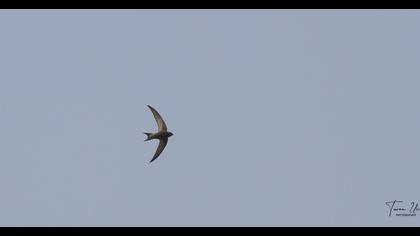 Common Swift