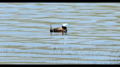 White-headed Duck