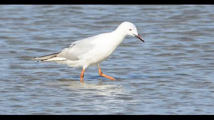 Slender-billed Gull