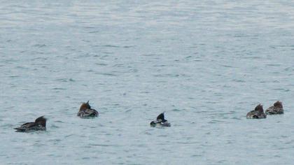 Red-breasted Merganser