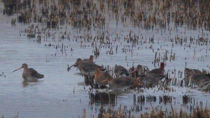 Black-tailed Godwit