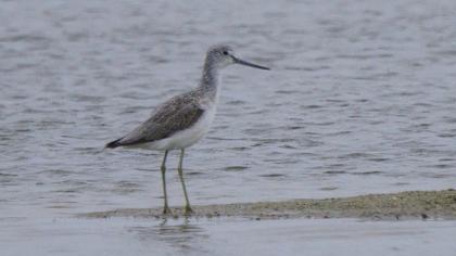 Common Greenshank