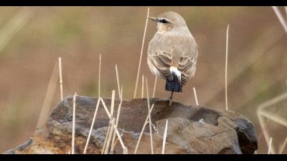 Isabelline Wheatear