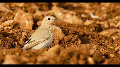Isabelline Wheatear