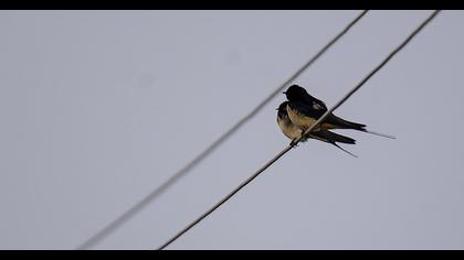 Barn Swallow