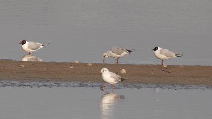 Black-headed Gull