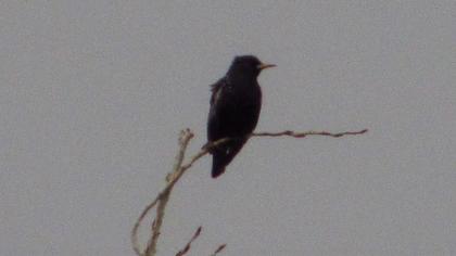Common Starling