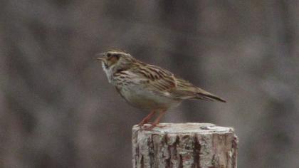 Woodlark