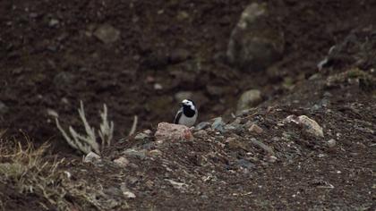 White Wagtail