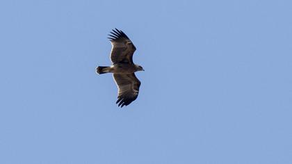 Lesser Spotted Eagle