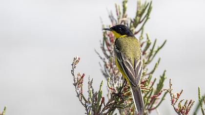 Western Yellow Wagtail