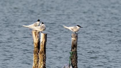 Sandwich Tern