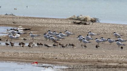 Gull-billed Tern
