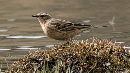 Water Pipit