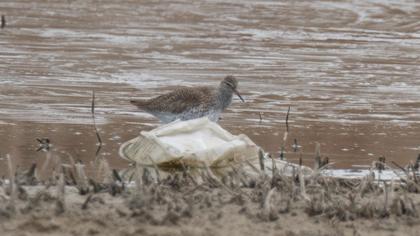 Common Redshank
