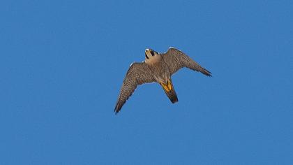 Peregrine Falcon