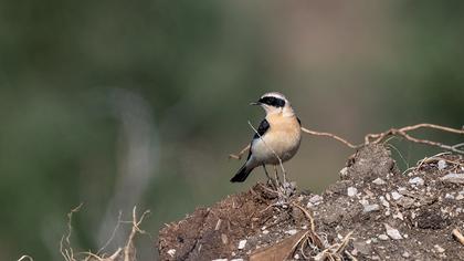 Black-eared Wheatear
