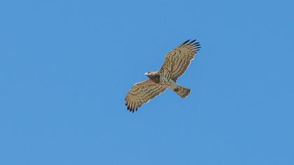 Short-toed Snake Eagle