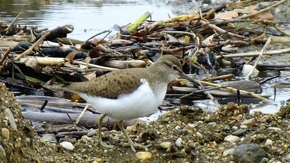 Common Sandpiper