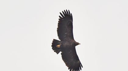 Greater Spotted Eagle