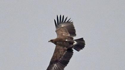 Lesser Spotted Eagle