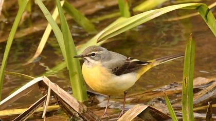 Western Yellow Wagtail