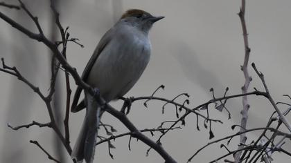 Eurasian Blackcap