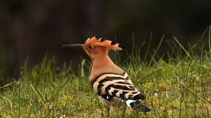 Eurasian Hoopoe
