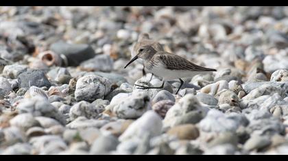 Dunlin
