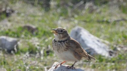 Calandra Lark