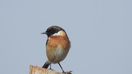 European Stonechat