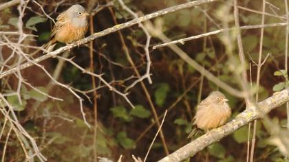Cretzschmar`s Bunting