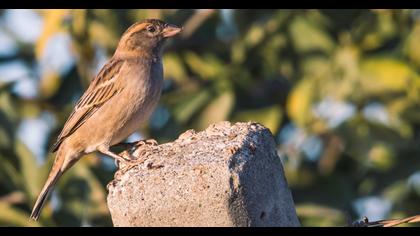 House Sparrow