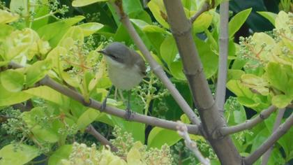 Lesser Whitethroat