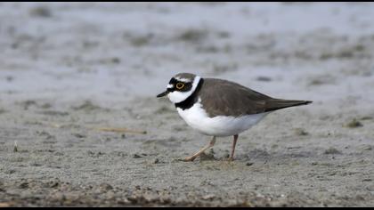 Little Ringed Plover