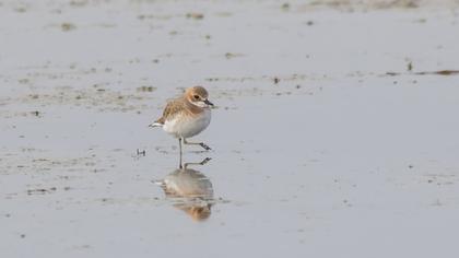 Greater Sand Plover