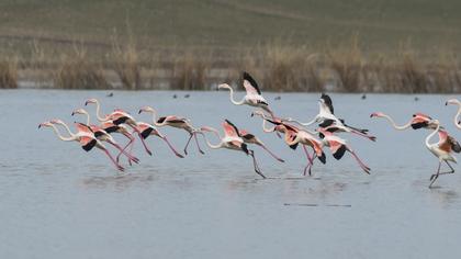 Greater Flamingo