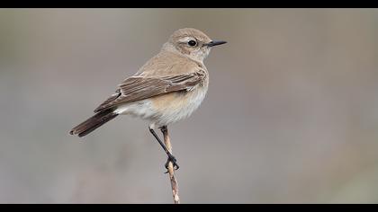 Desert Wheatear