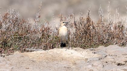Isabelline Wheatear